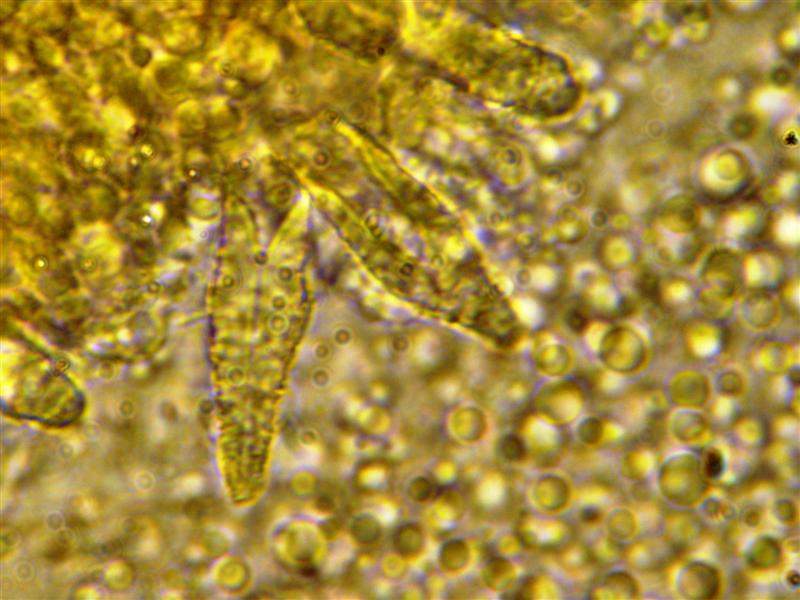 Crosta da determinare (Peniophora incarnata)